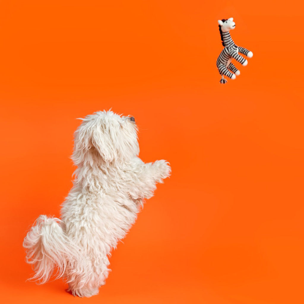 Ware of the Dog Hand Knit Zebra