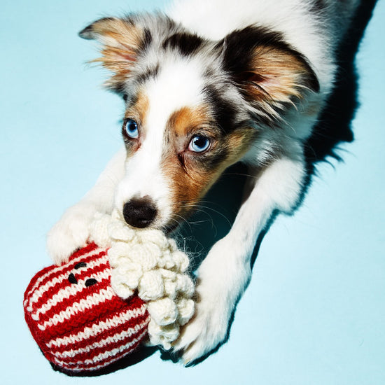 Ware of the Dog Hand Knit Pop Corn