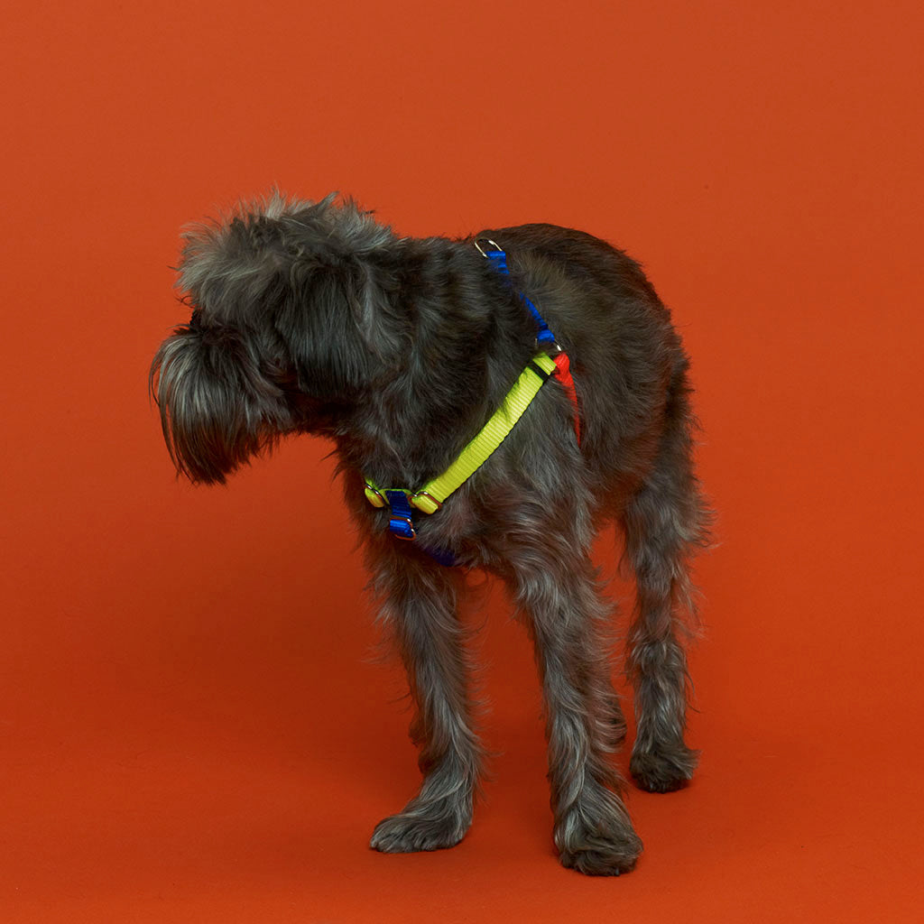 Ware of the Dog Small Leash and Harness Set – Blue Orange Yellow