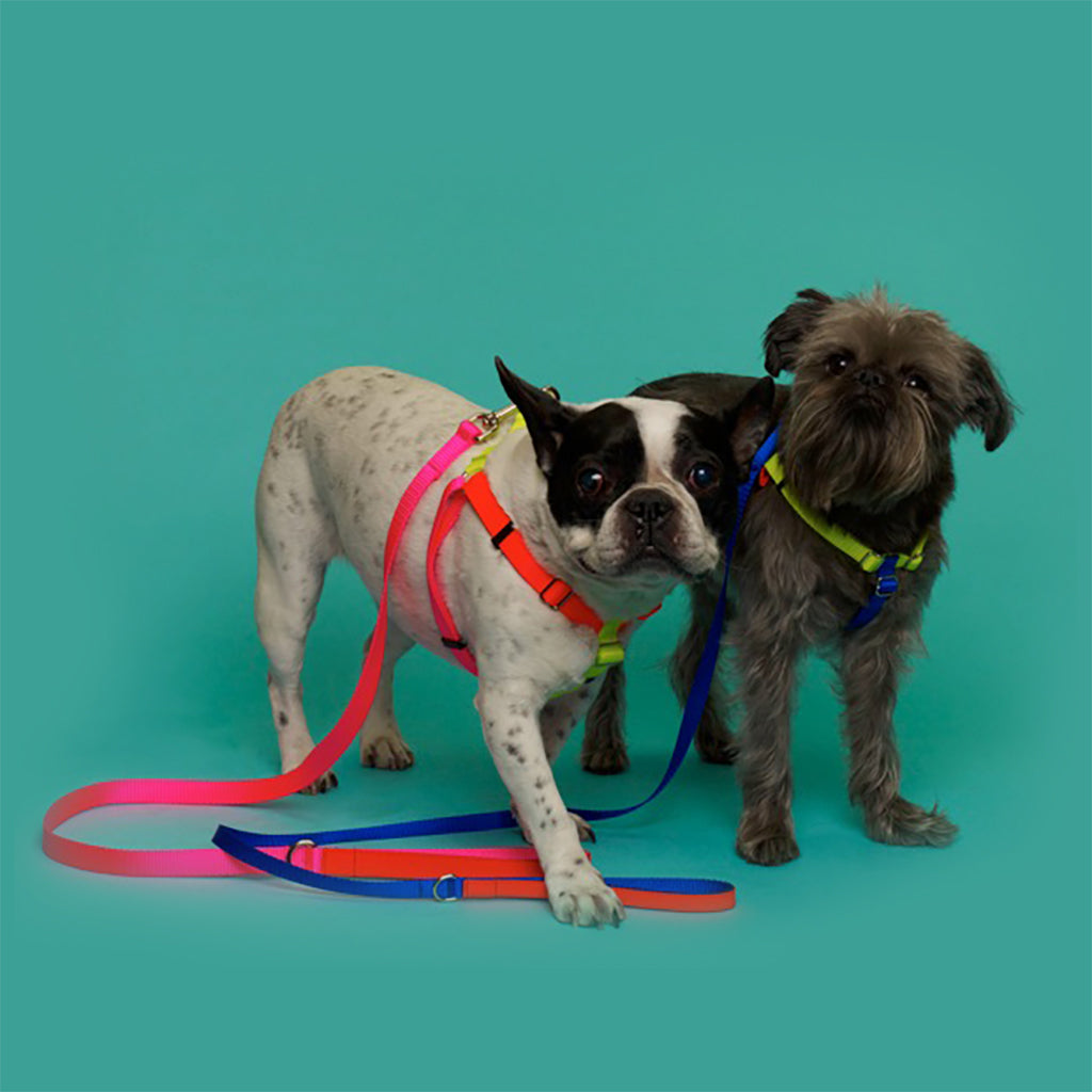 Ware of the Dog Small Leash and Harness Set – Pink Orage Yellow