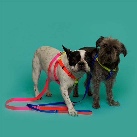 Ware of the Dog Large Leash and Harness Set – Pink Orage Yellow
